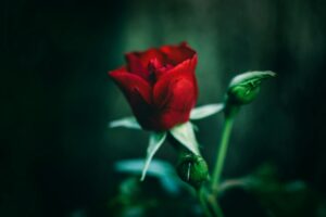 10 amazing Romantic Rose Day Quotes for your Partner image of rose